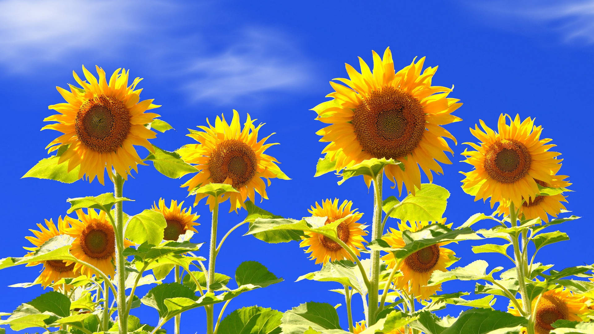 Cheery Sunflower Laptop Wallpaper