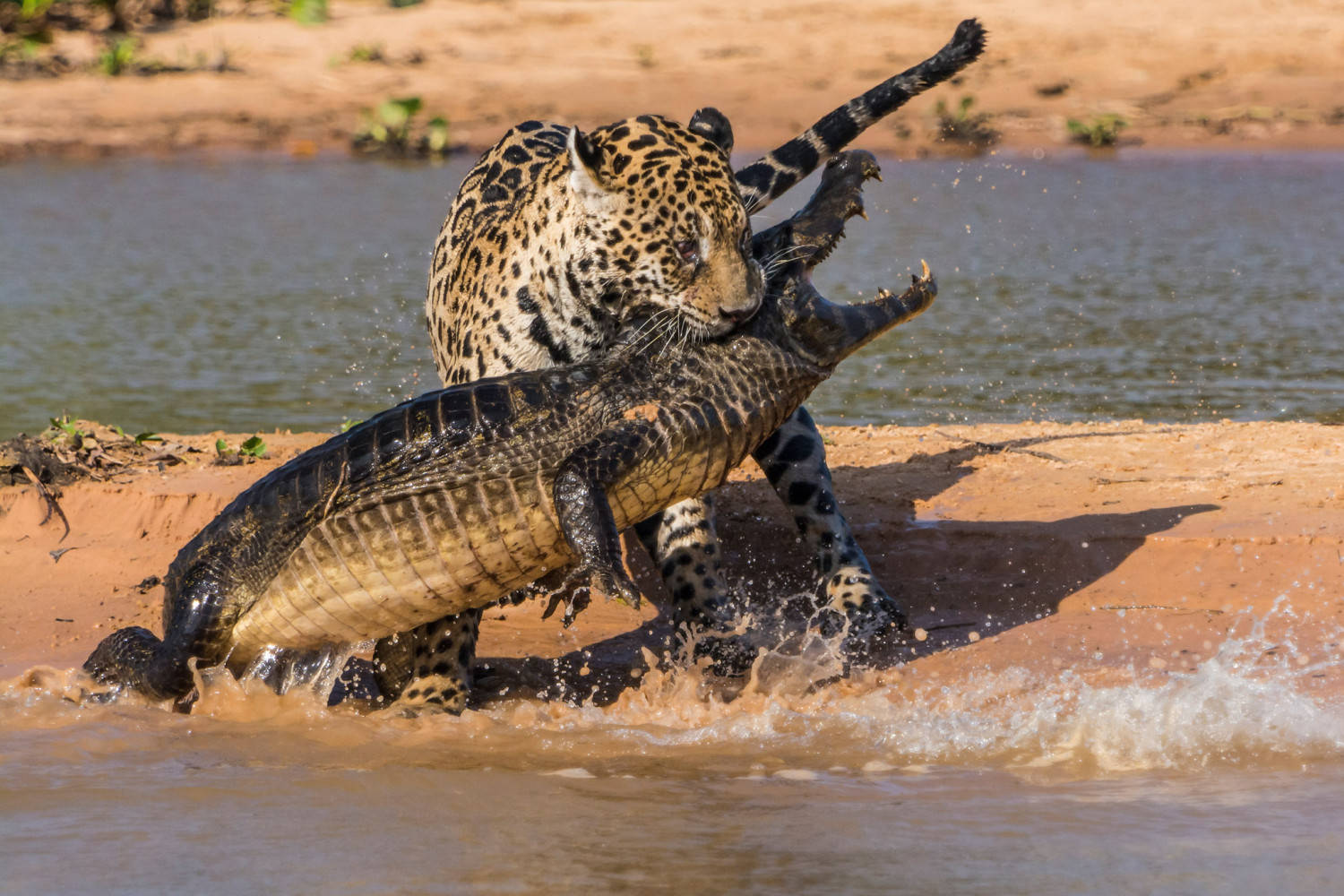 Cheetah Eats Caiman Wallpaper