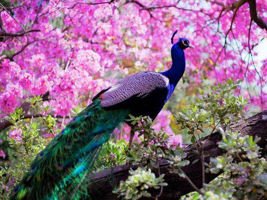 Cherry Blossom Peacock In Spring Wallpaper