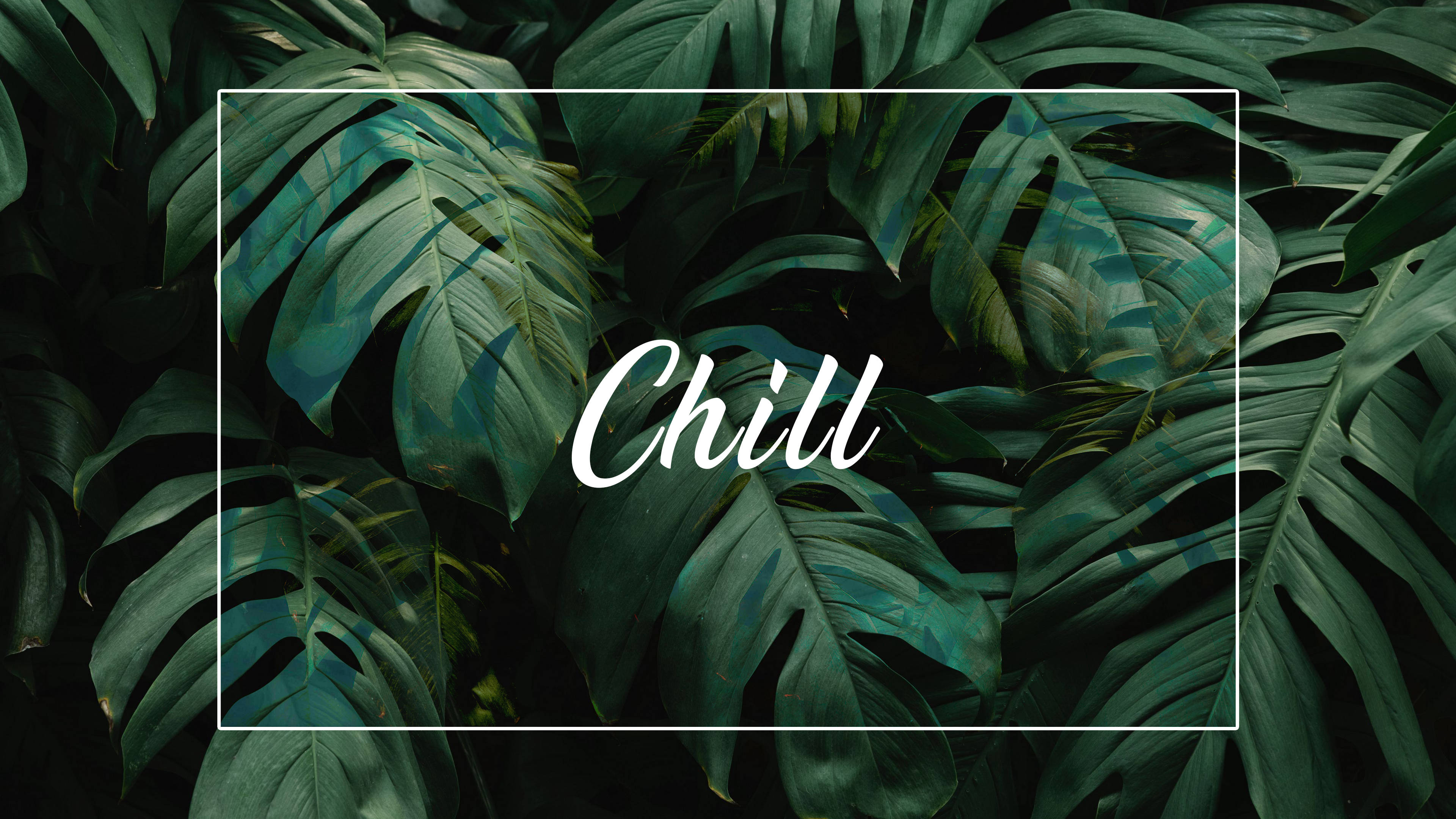 Chill Minimalist Plant Desktop Wallpaper