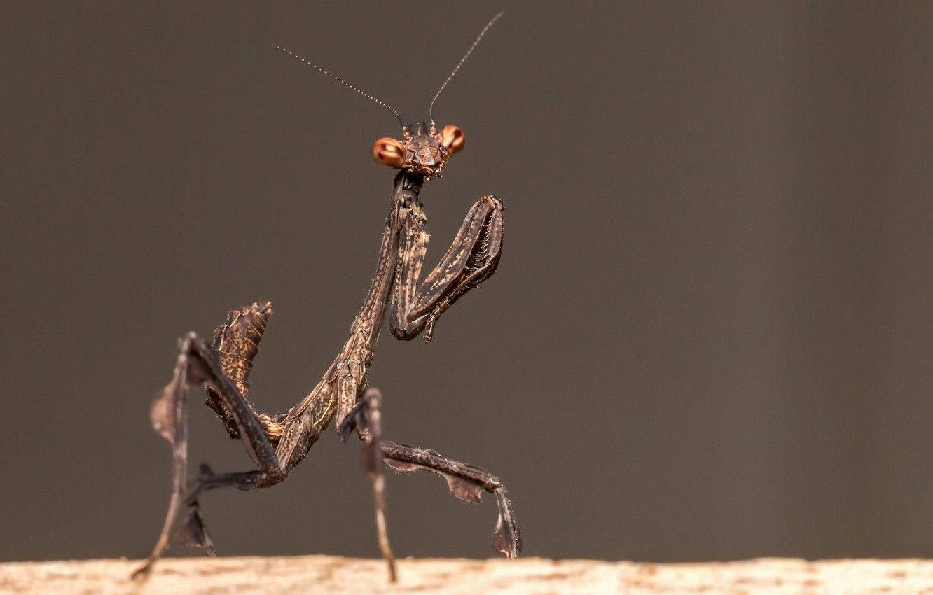 Chocolate Praying Mantis Wallpaper