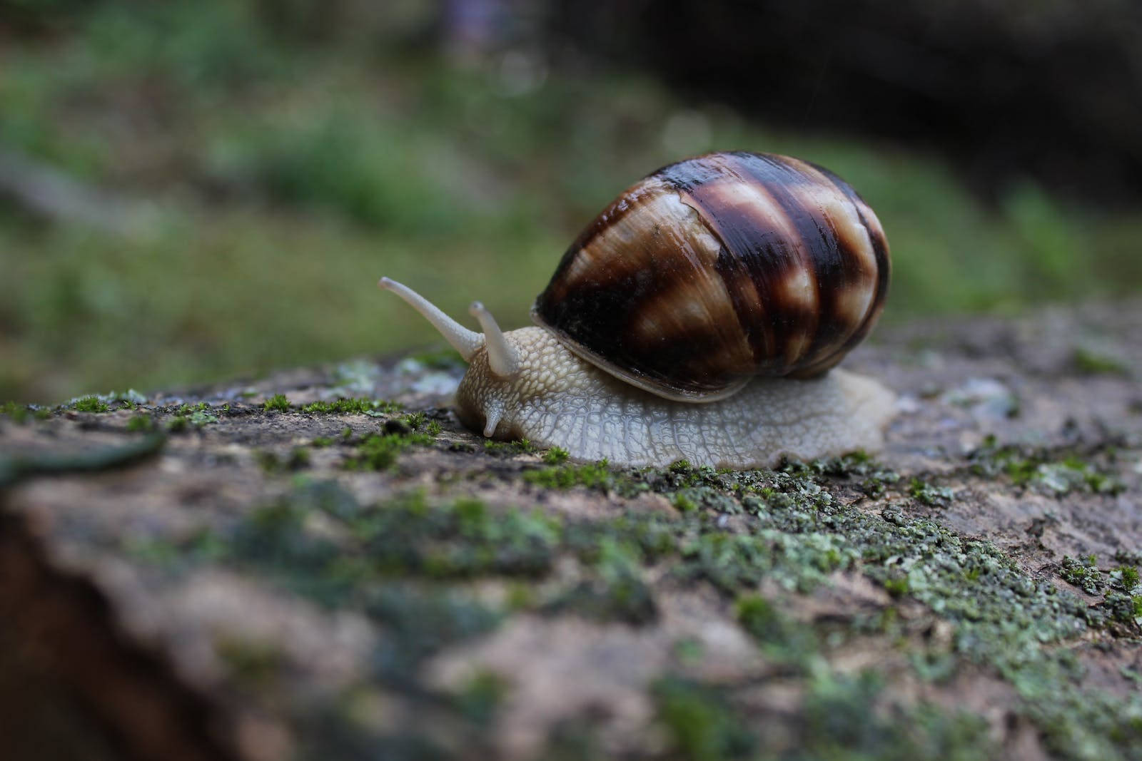 Chocolate Shell Snail Wallpaper