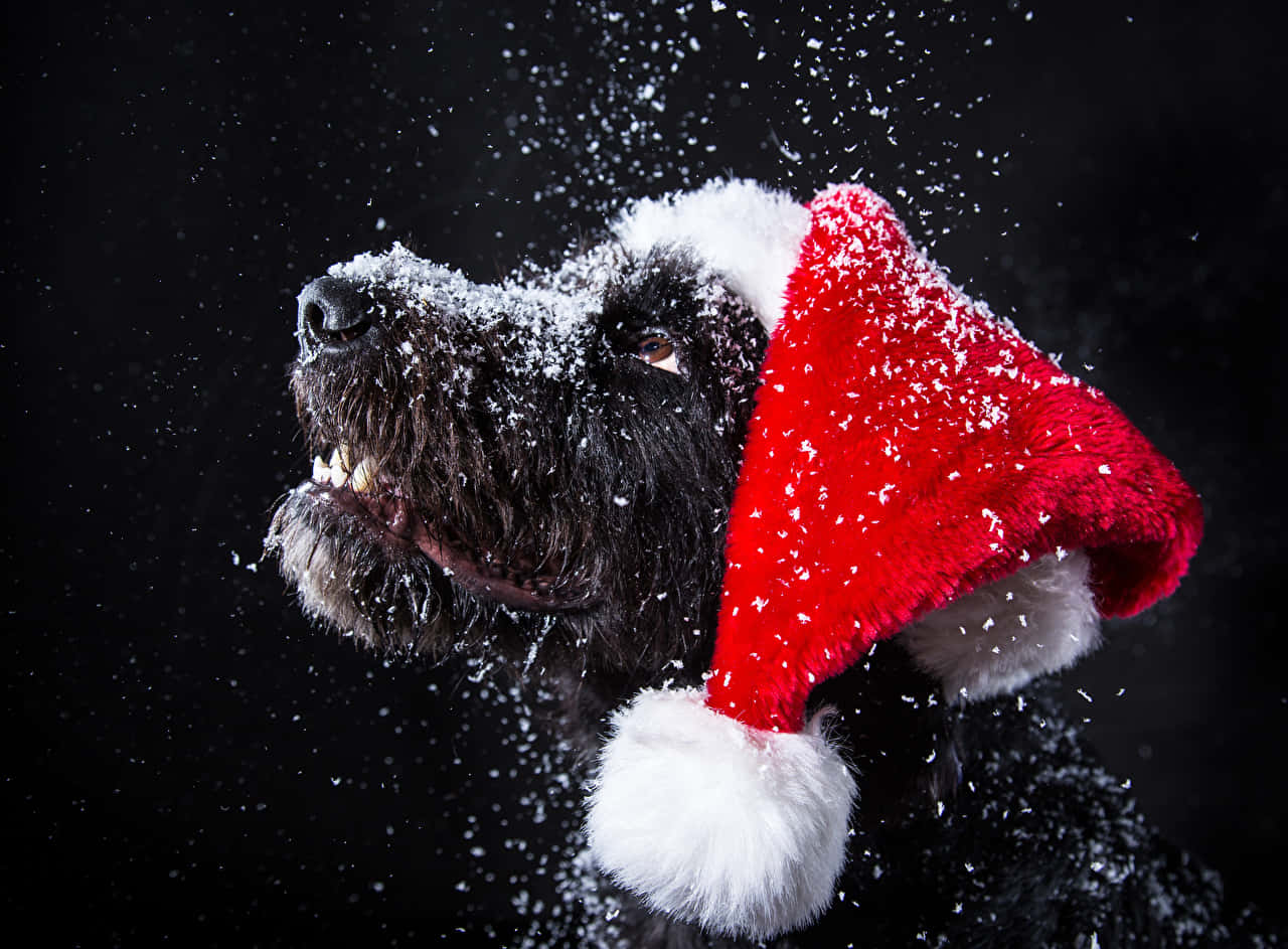 Christmas Dog Looking Up At Snow Wallpaper