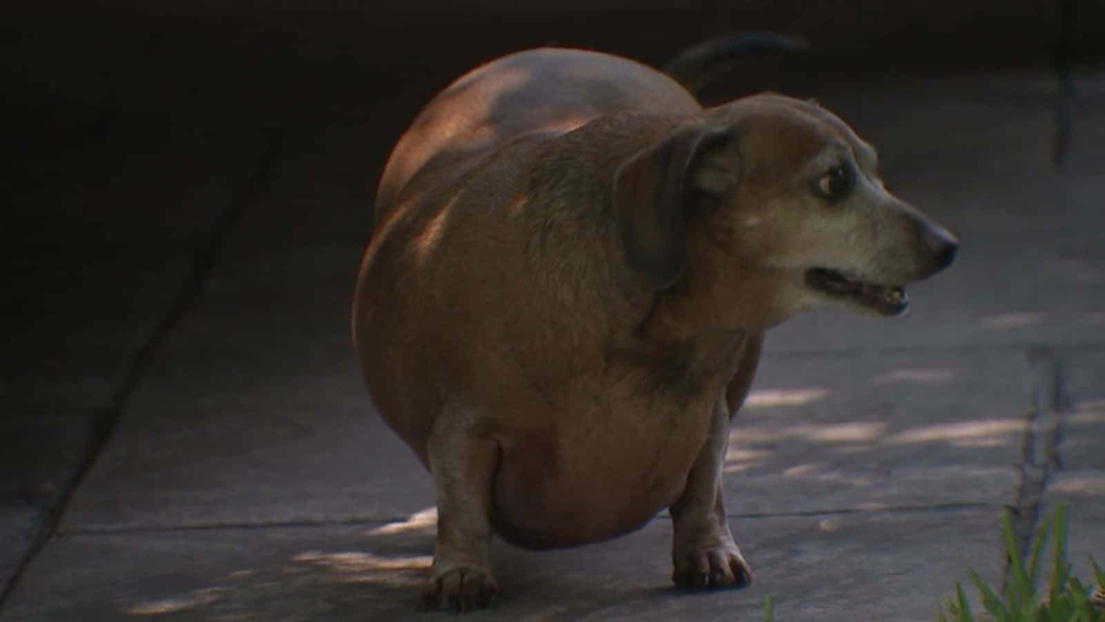 Chubby Dog Enjoying Outdoor Sun Wallpaper