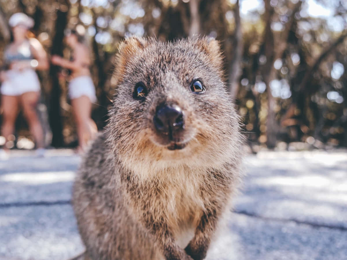 Close Up Quokka Smiling Wallpaper