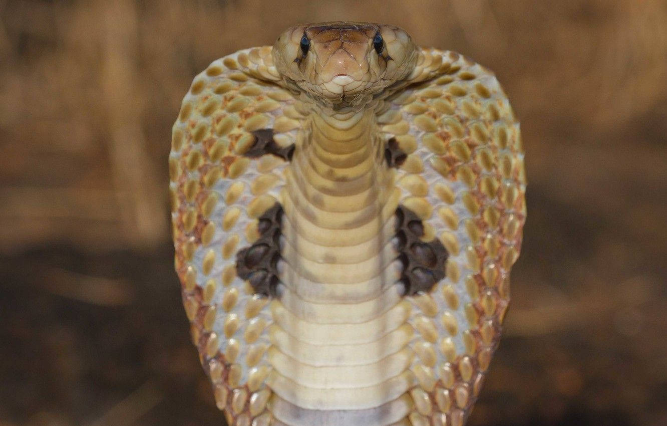 Cobra Black And White Front View Wallpaper