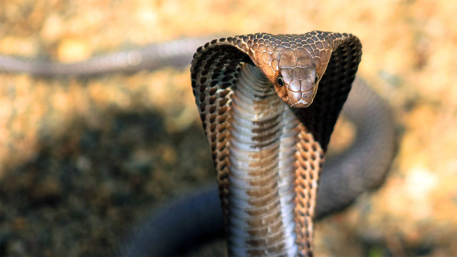 Cobra Brown Scales Front View Wallpaper