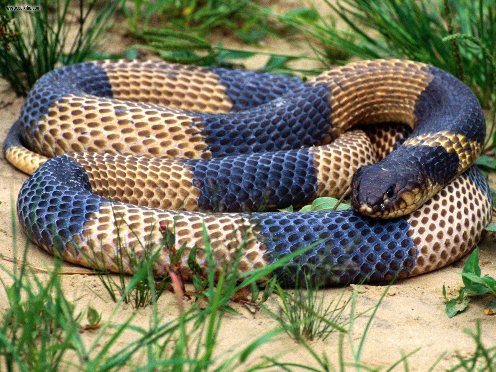 Cobra Gold And Black With Coiled Body Wallpaper