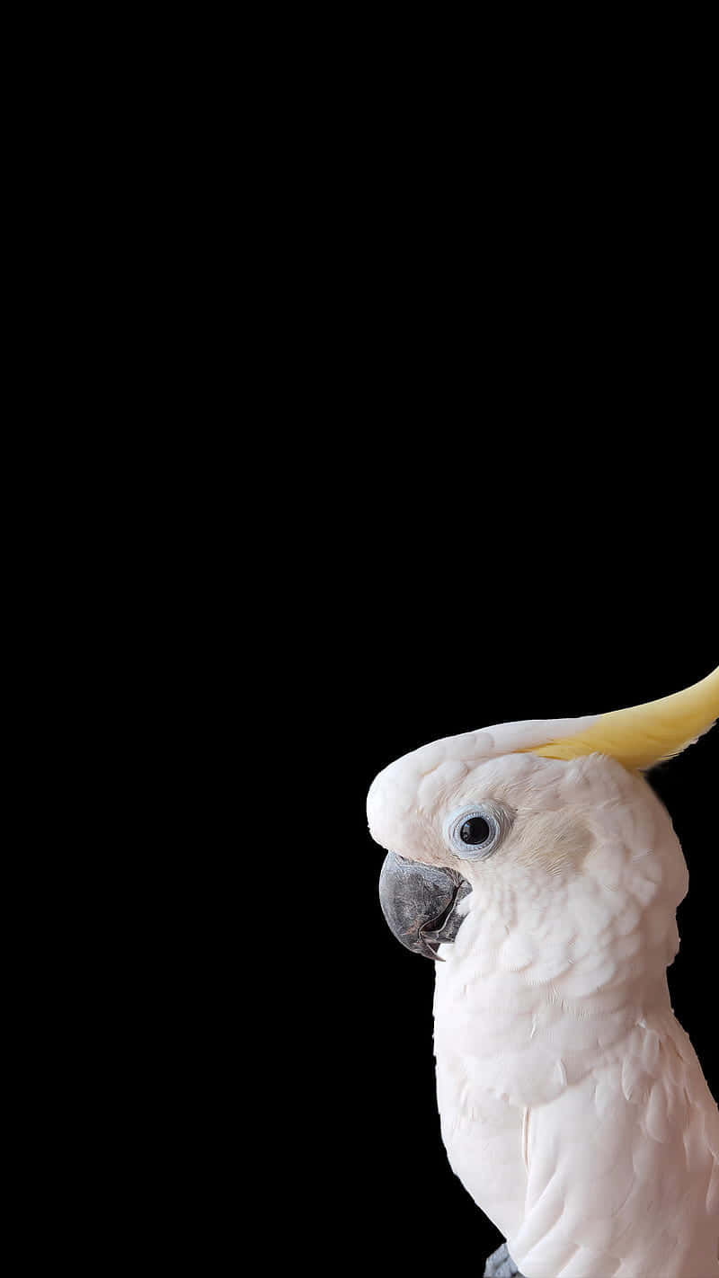 Cockatoo Profile Black Background.jpg Wallpaper