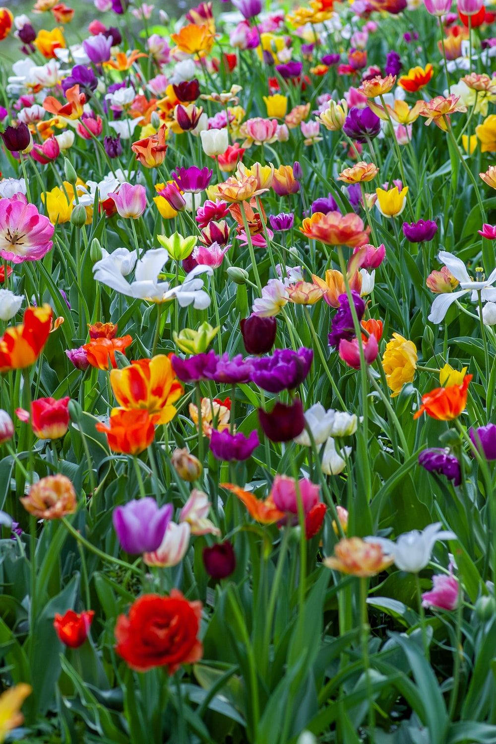 Colorful And Beautiful Flower Field Wallpaper