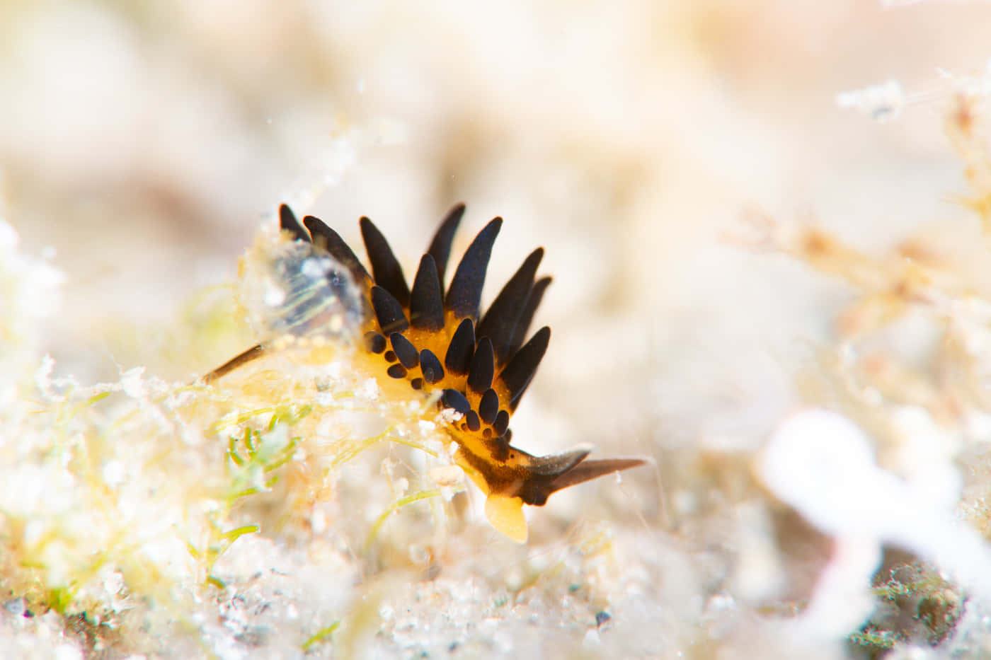 Colorful Sea Slug Macro Wallpaper