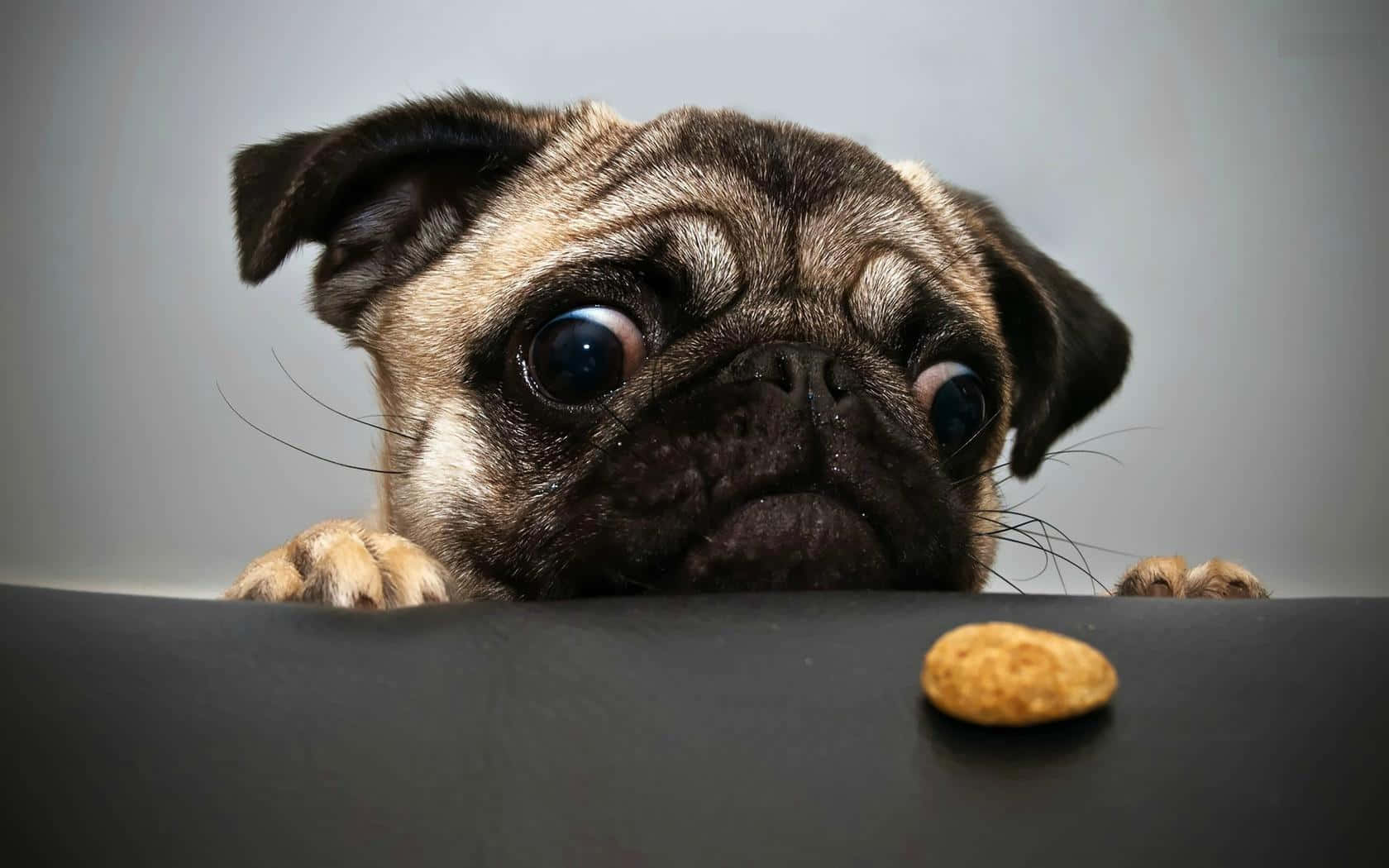 Cool Dog Hungry Pug Wallpaper