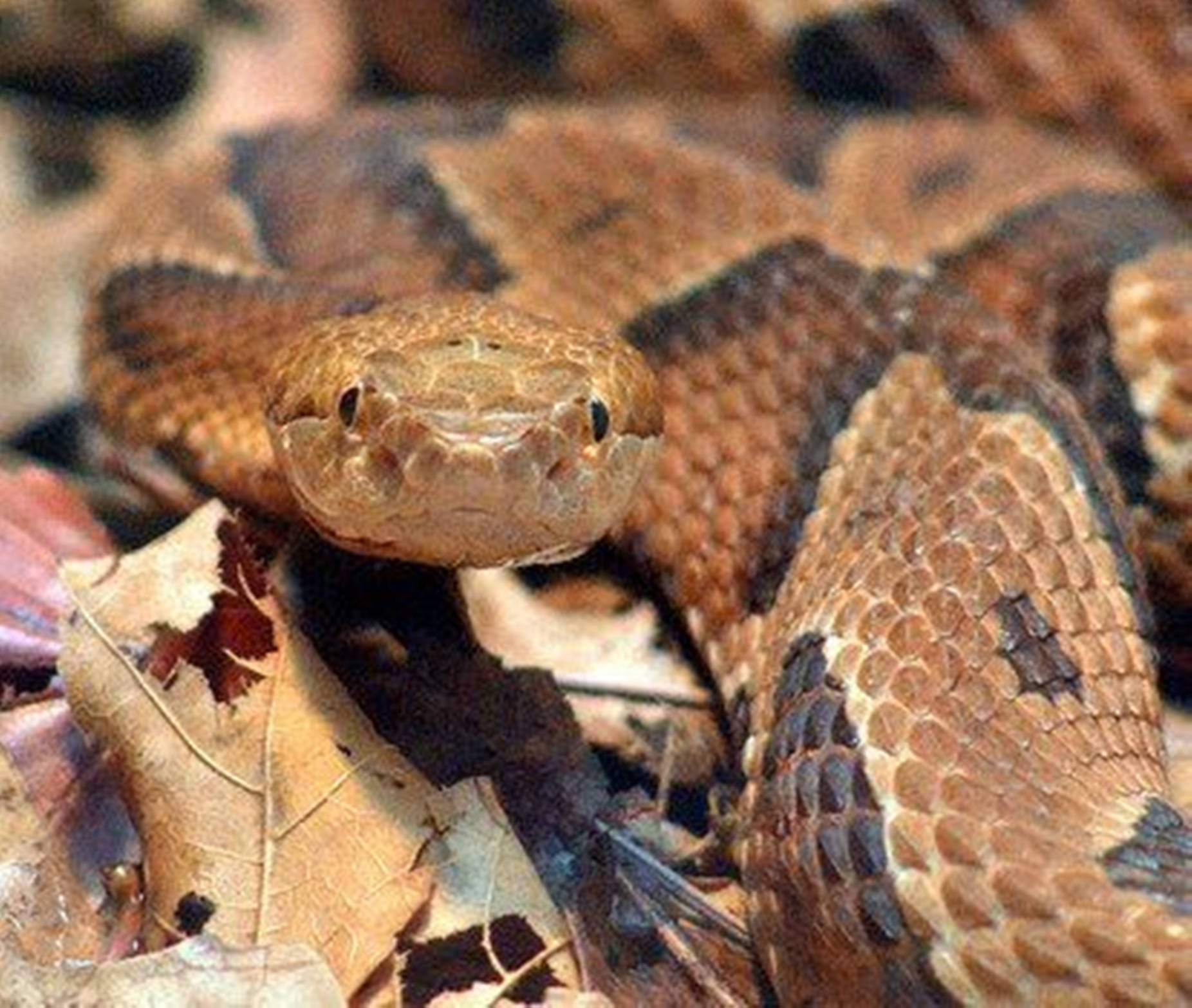 Copperhead On A Pile Of Leaves Wallpaper