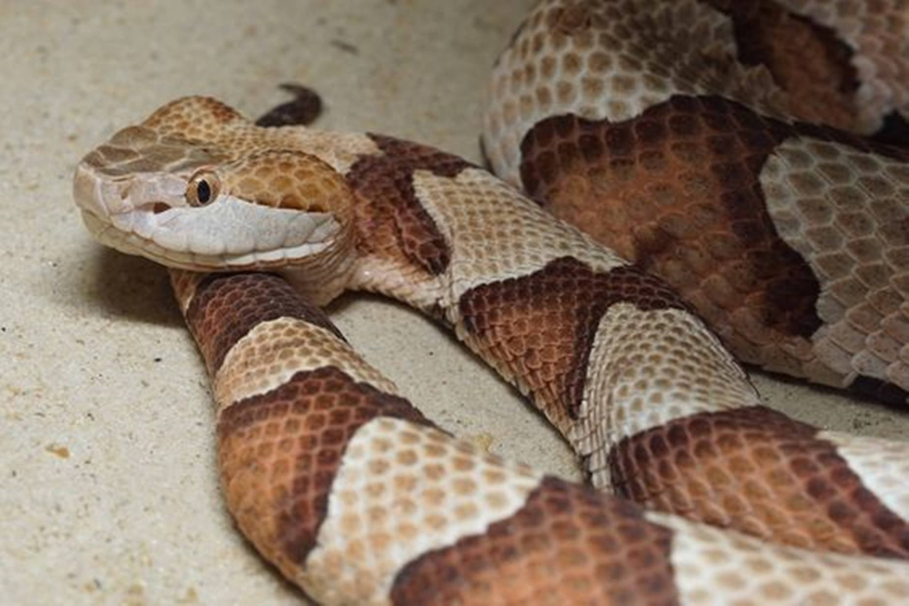 Copperhead Pit Viper With Venom Wallpaper