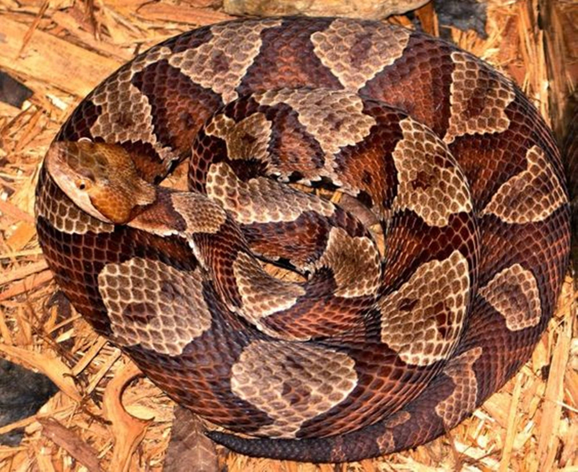 Copperhead Snake Coiled Into A Ball Wallpaper