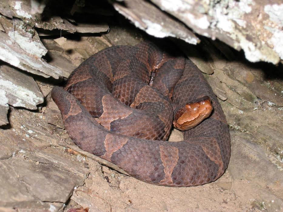 Copperhead Viper In A Cave Wallpaper