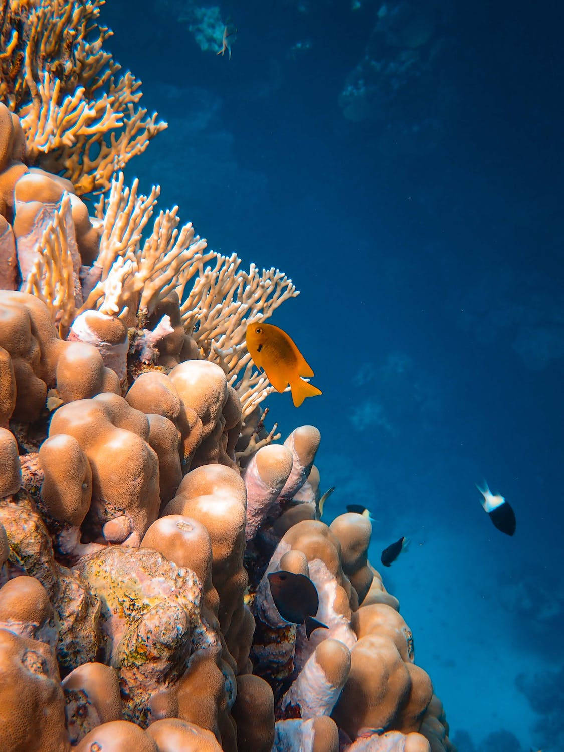 Coral Orange And White Wallpaper