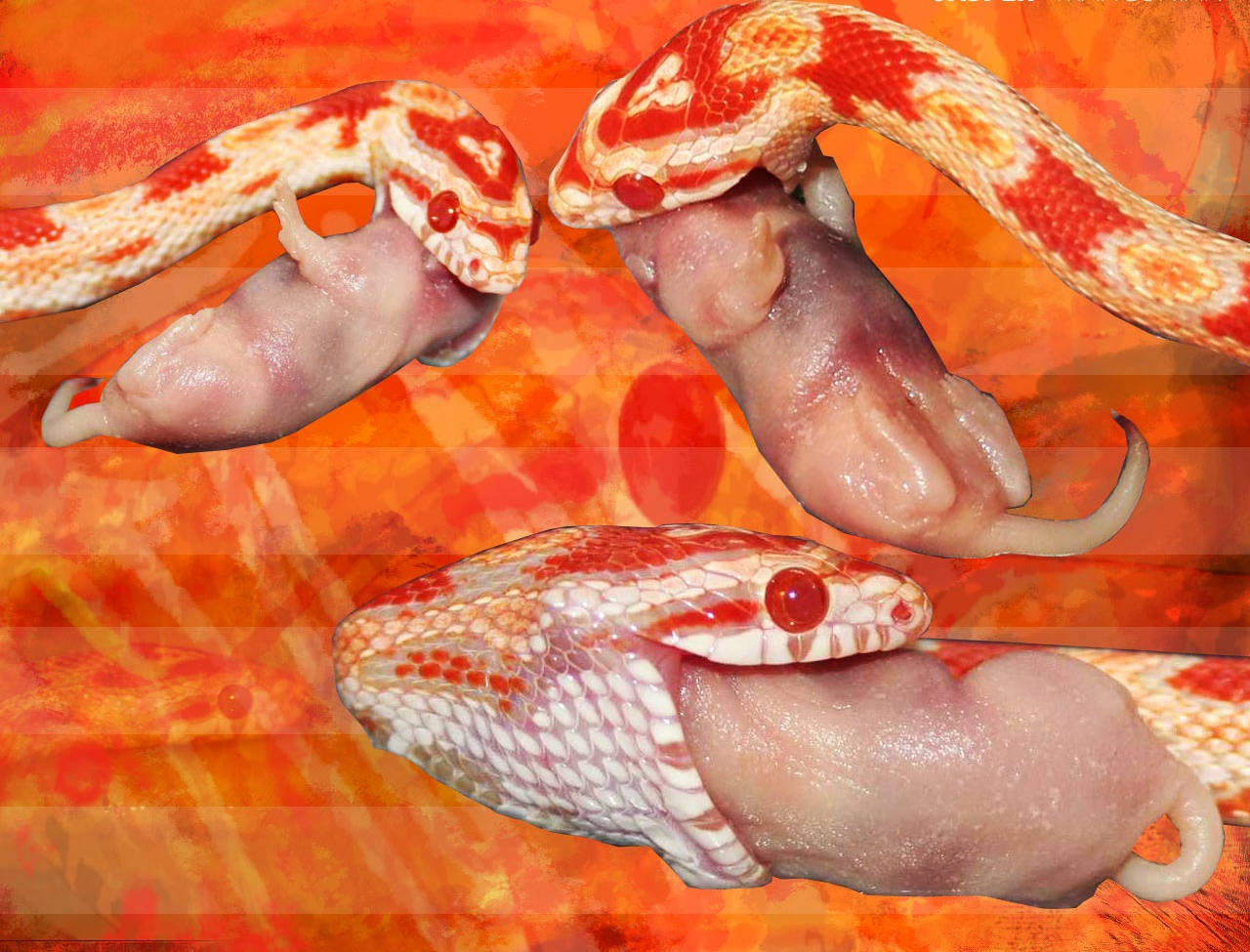 Corn Snake Eating A Rat Wallpaper