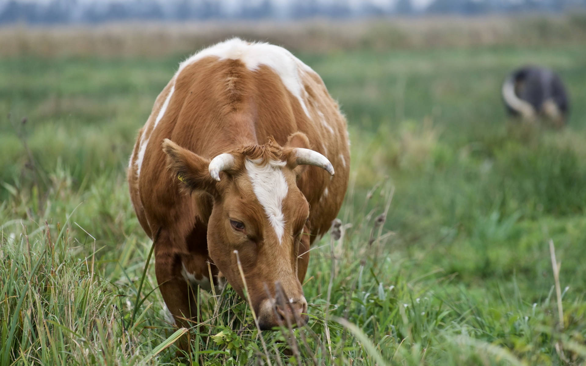 Cow Animal Eating Grasses On A Farm Wallpaper