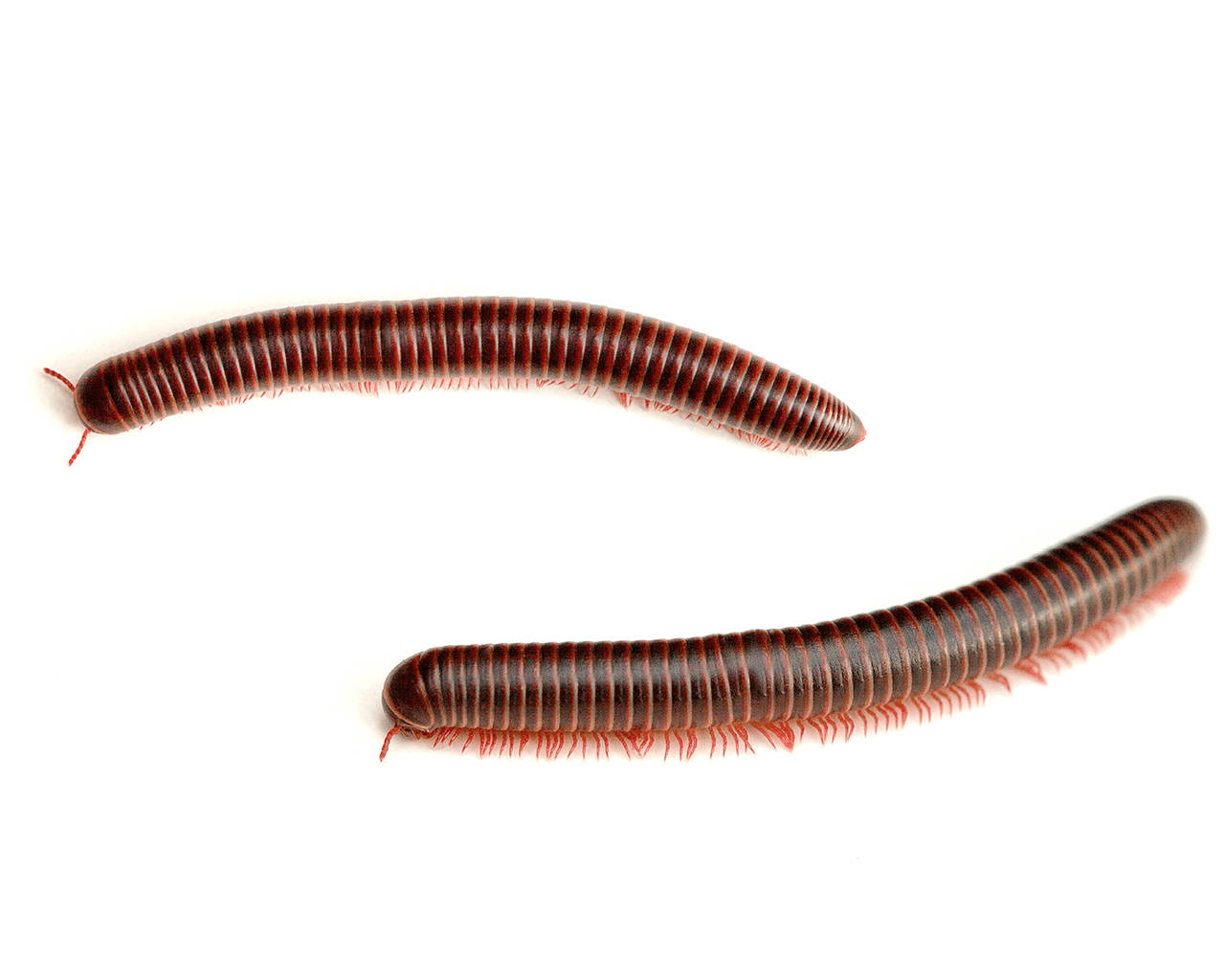 Creepy-looking Spirostreptus Millipedes Wallpaper