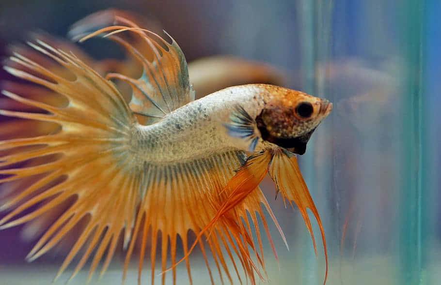 Crown Tail Betta Fish Swimming Wallpaper