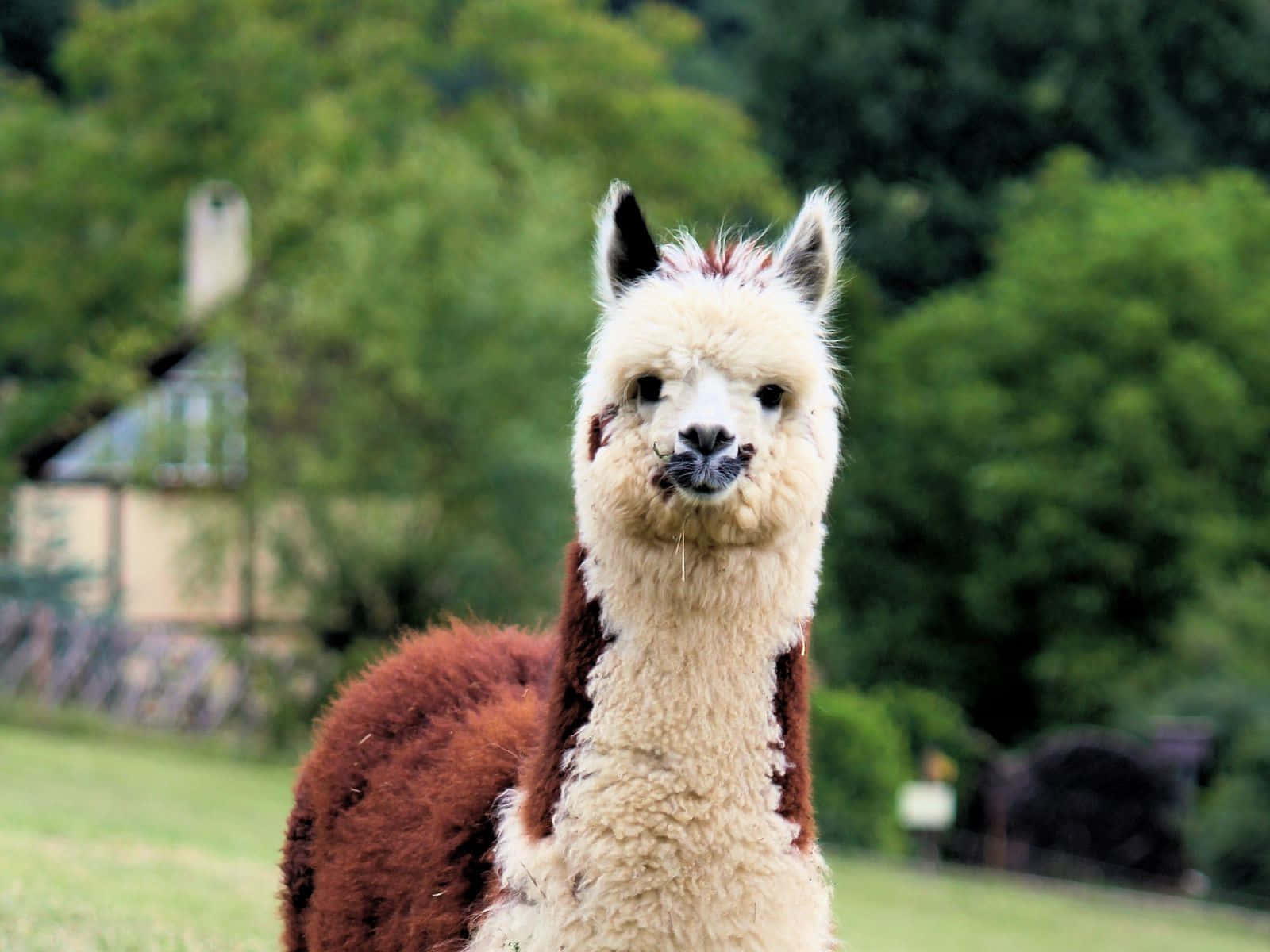 Curious Llamain Countryside.jpg Wallpaper