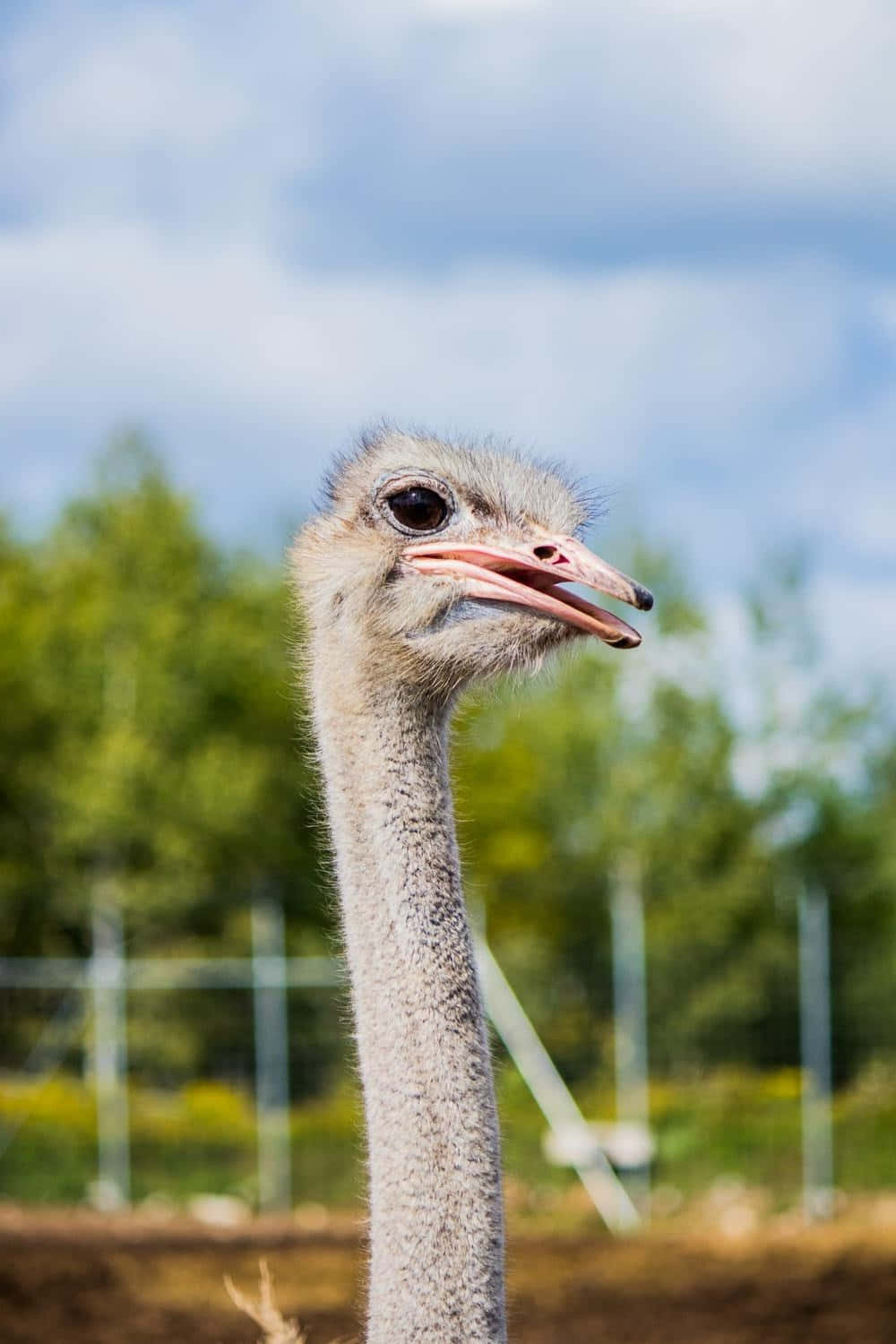 Curious Ostrich Portrait.jpg Wallpaper