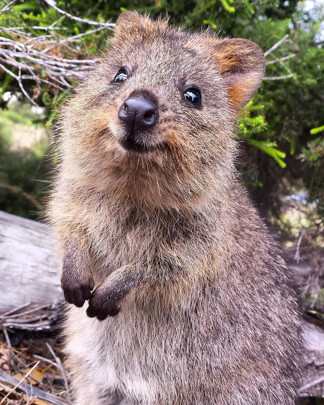 Curious Quokka Up Close Wallpaper