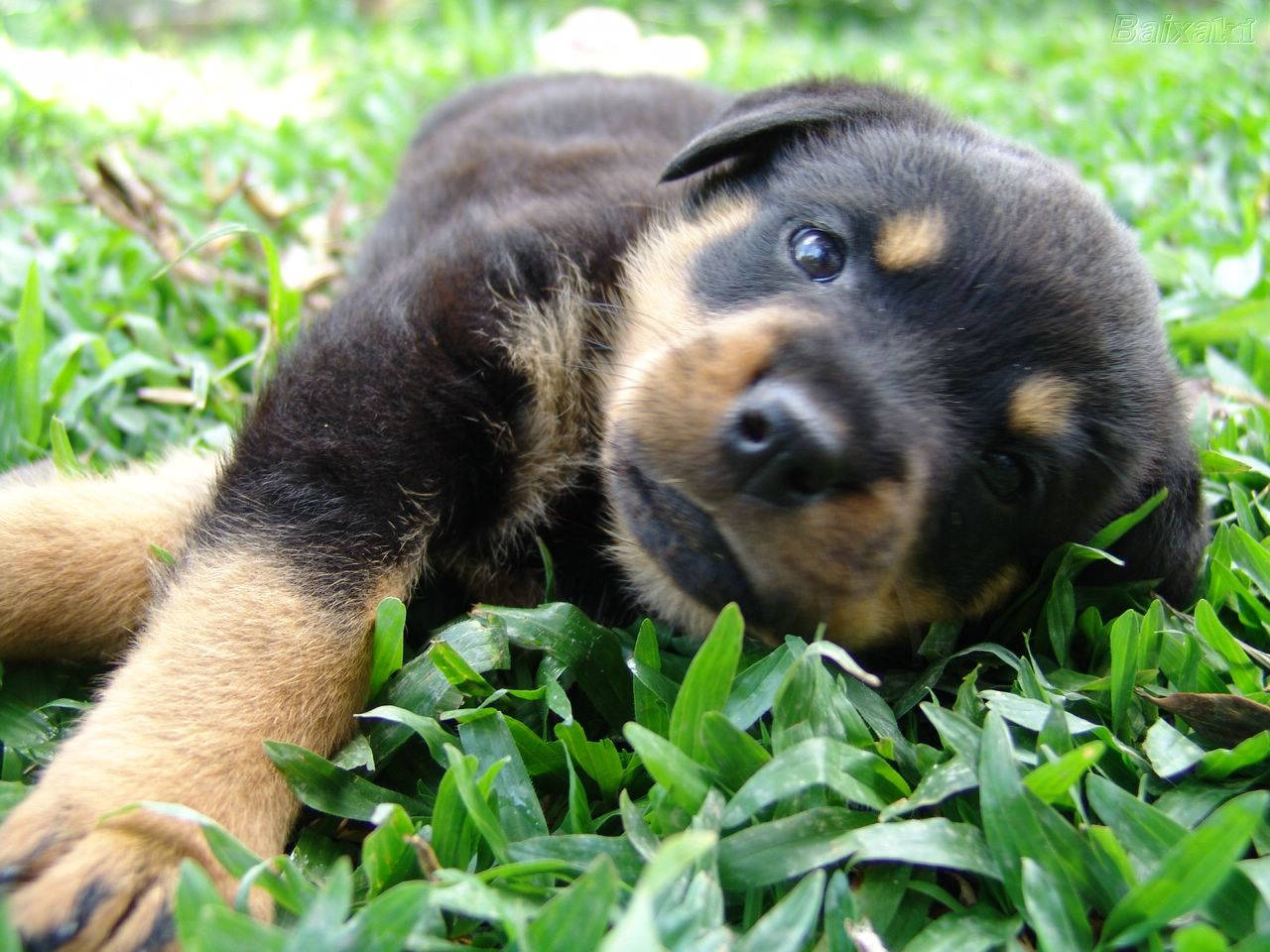 Cute Black Rottweiler Puppy Desktop Wallpaper