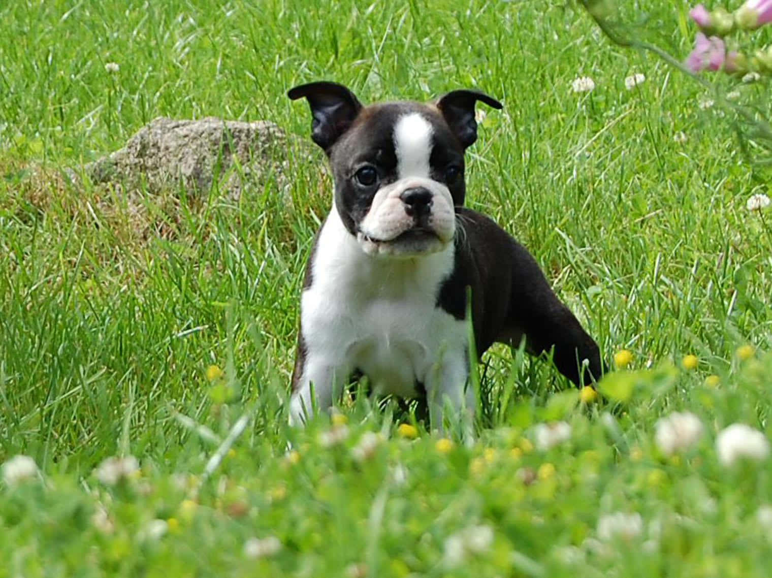 Cute Boston Terrier Puppy Smiling Wallpaper