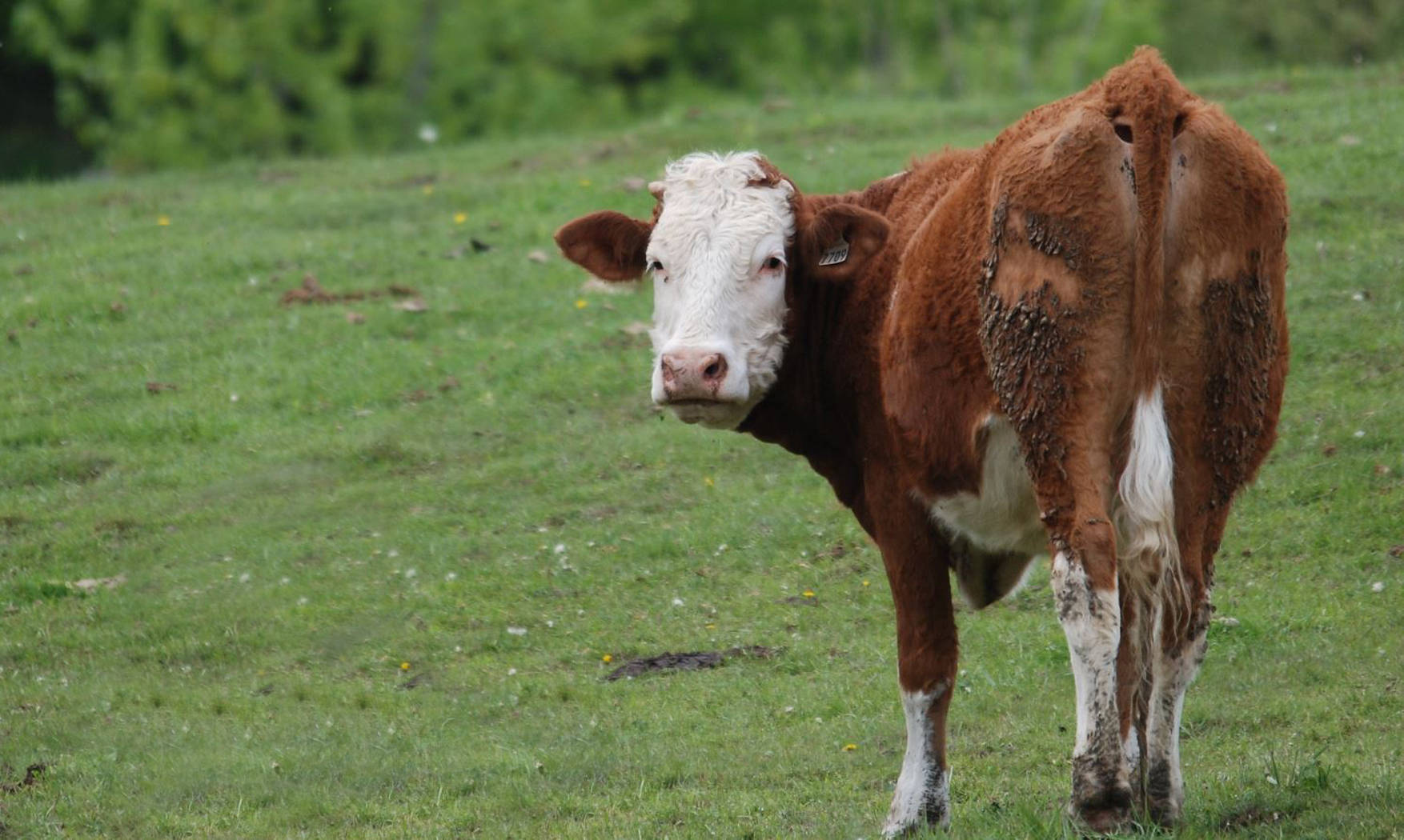 Cute Cow Looking Behind On Meadow Wallpaper