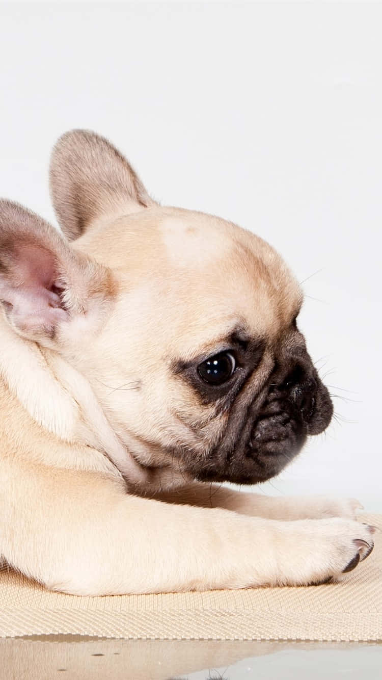 Cute French Bulldog Relaxing Wallpaper