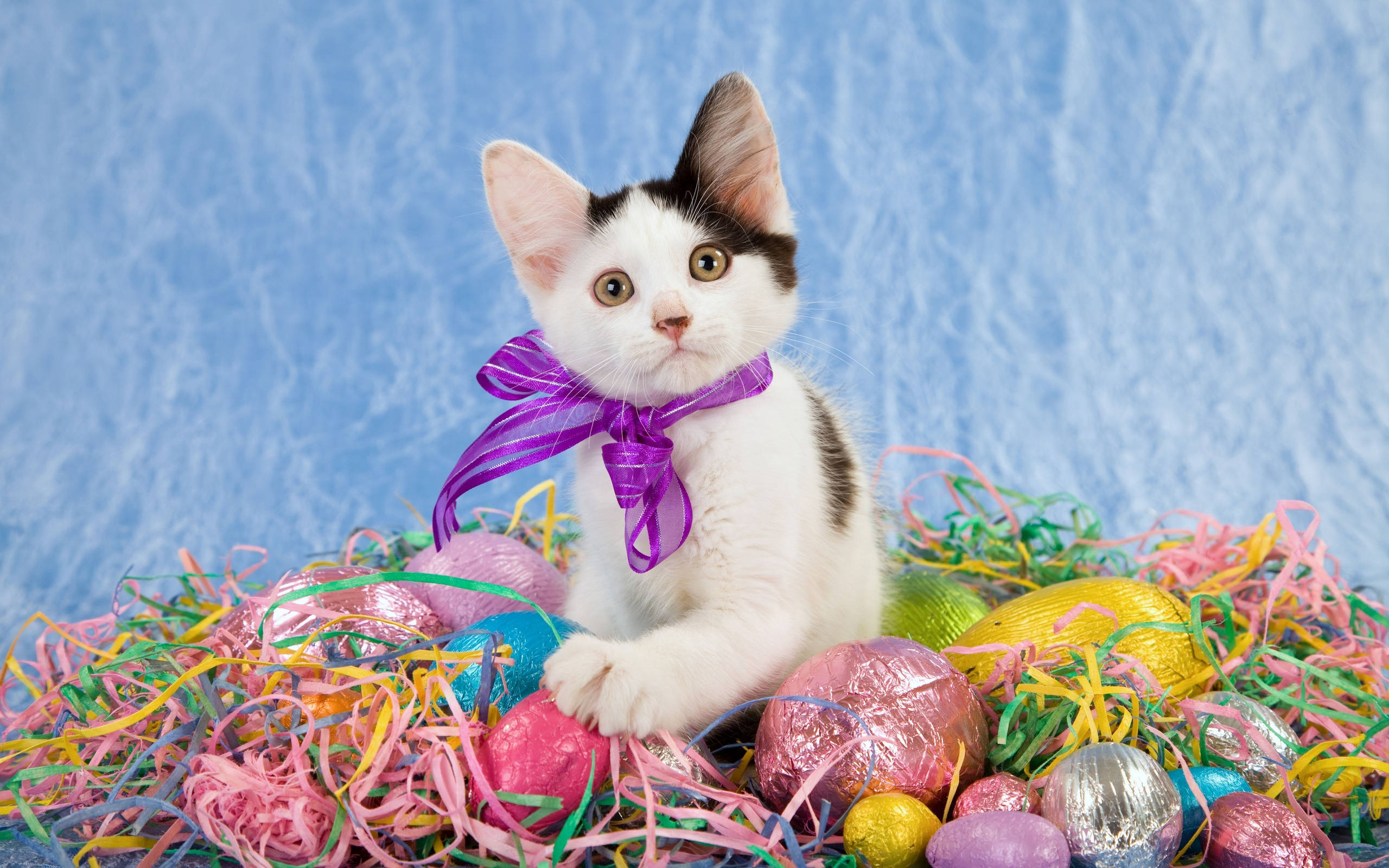 Cute Kitty With Yarn Rolls Wallpaper