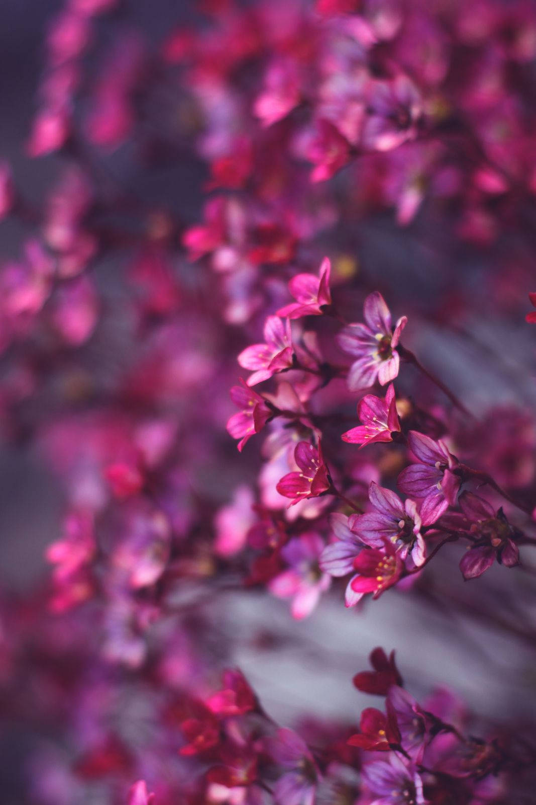 Cute Pink Flower Blooms On A Tree Wallpaper