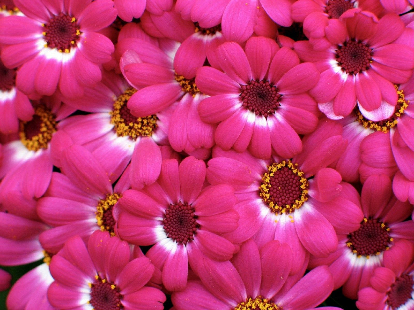 Cute Pink Flower Pieces Wallpaper