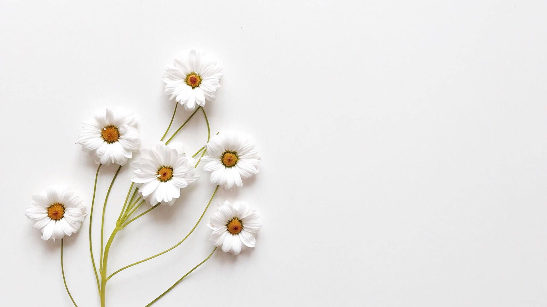 Cute White Aesthetic Of A Common Daisy Wallpaper