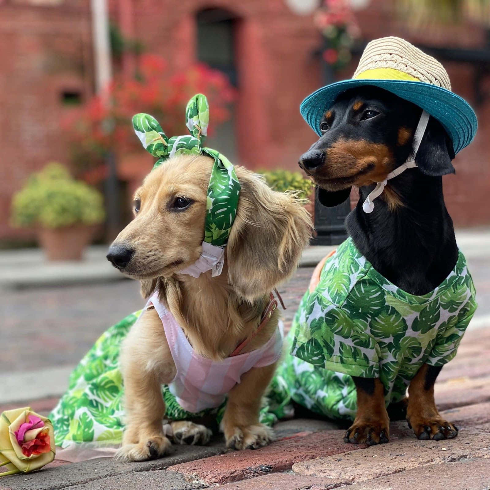 Dachshund In Tropical Attire Wallpaper