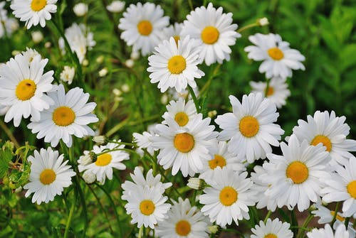 Daisy Flowers Blooming 4k Wallpaper