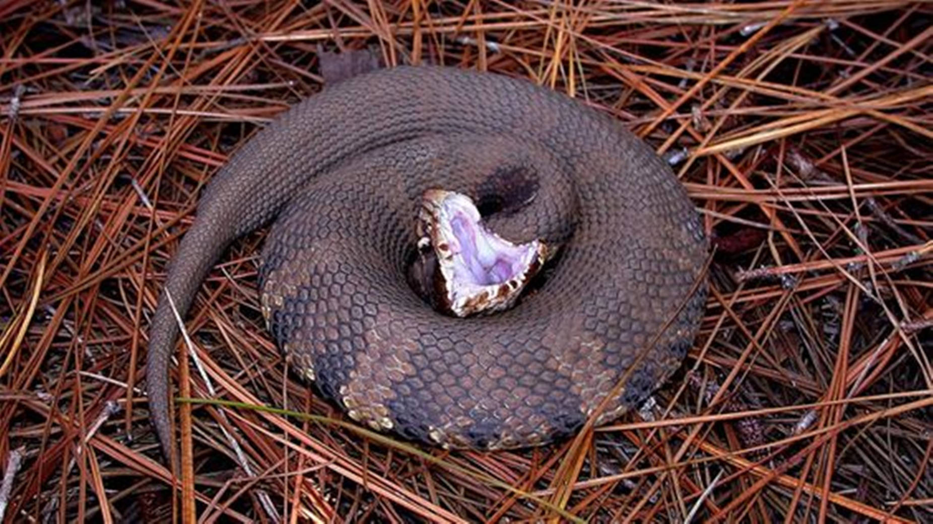 Dark Brown Water Moccasin With Sharp Teeth Wallpaper