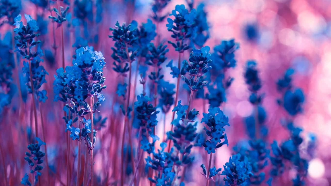 Dark Lavender Flowers Laptop Wallpaper