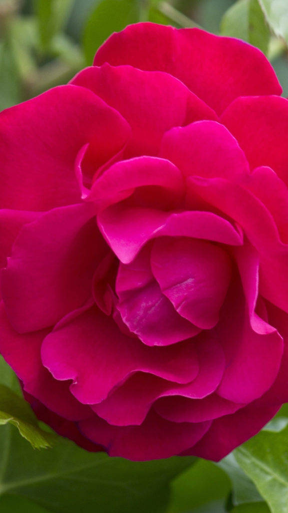 Dark Pink Rose Hd Wallpaper