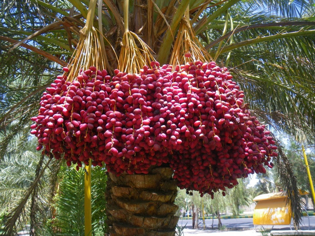 Dates Hanging From A Tree Wallpaper