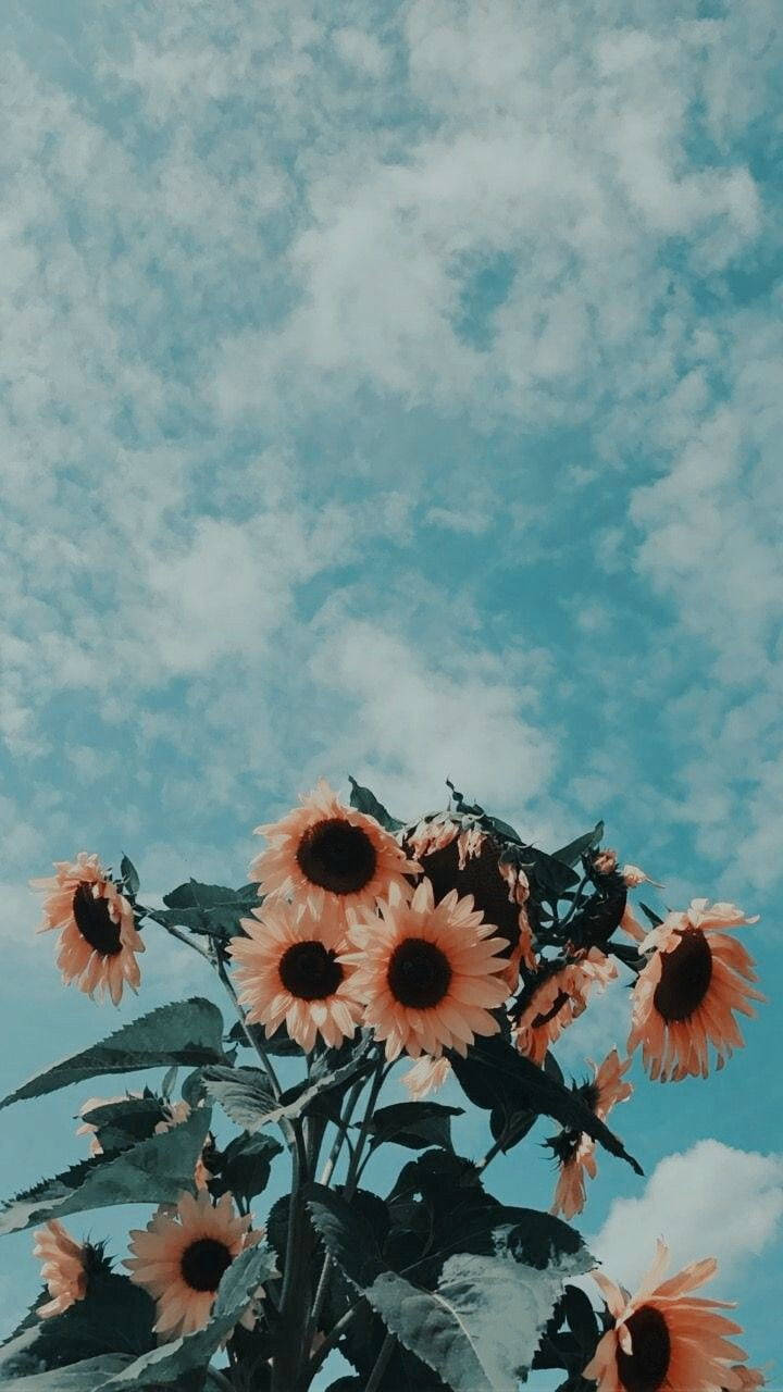 Desaturated Sunflower Flowers Aesthetic Wallpaper