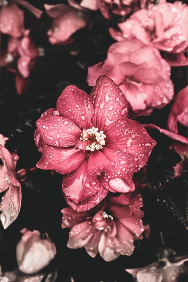 Dewy Pink Vintage Flower Aesthetic Wallpaper