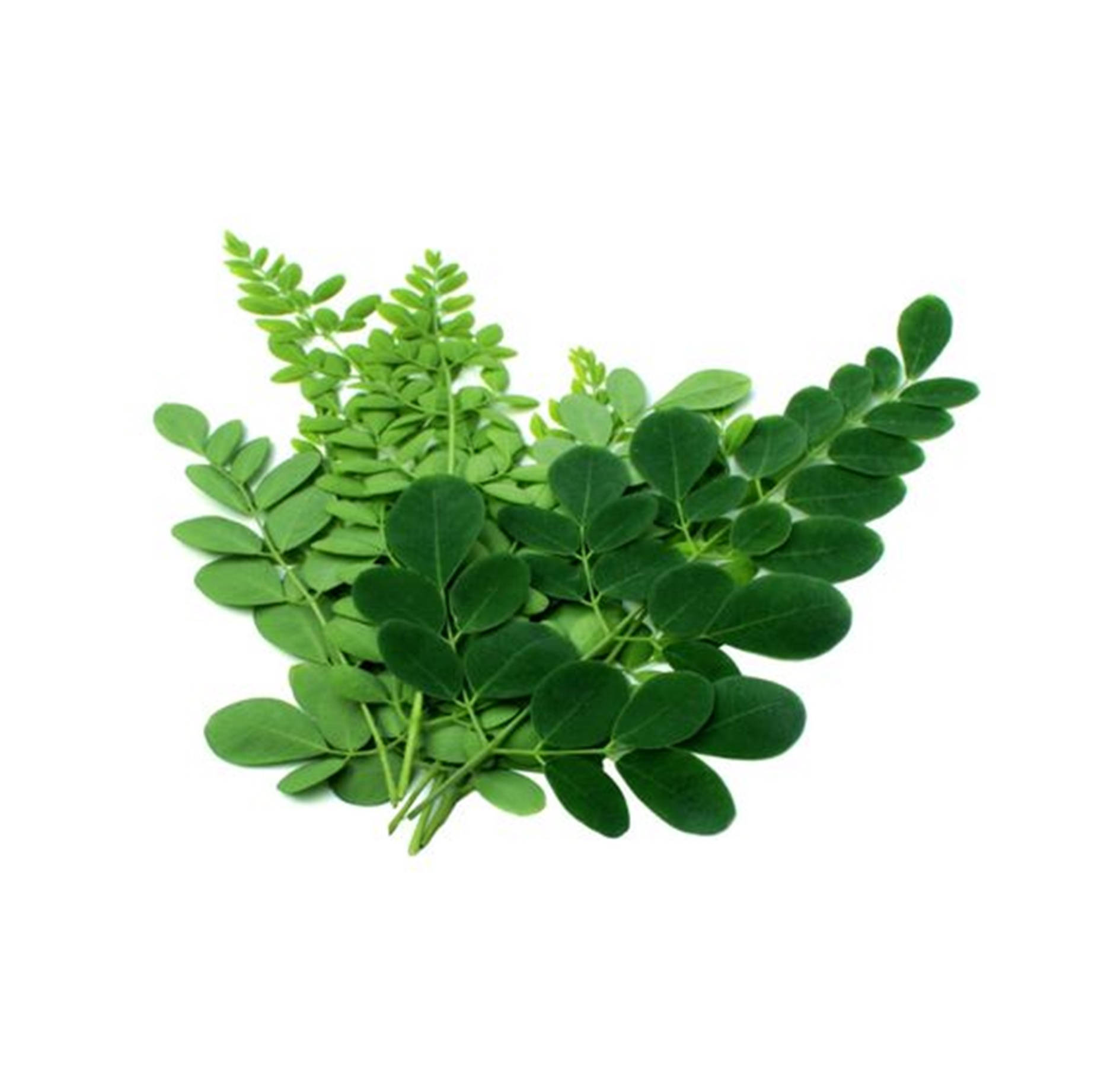 Different Greens Of Moringa Plant Wallpaper