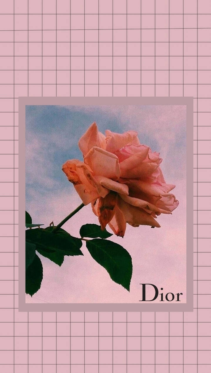 Dior Aesthetic Pink Rose Wallpaper