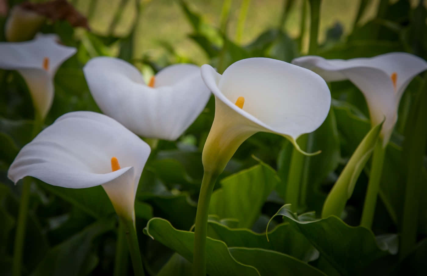 Elegance In Still Life - Calla Lily Flowers Wallpaper