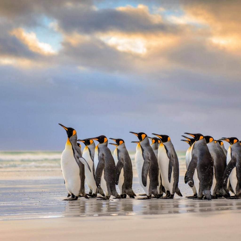 Emperor Penguins Coast Wallpaper