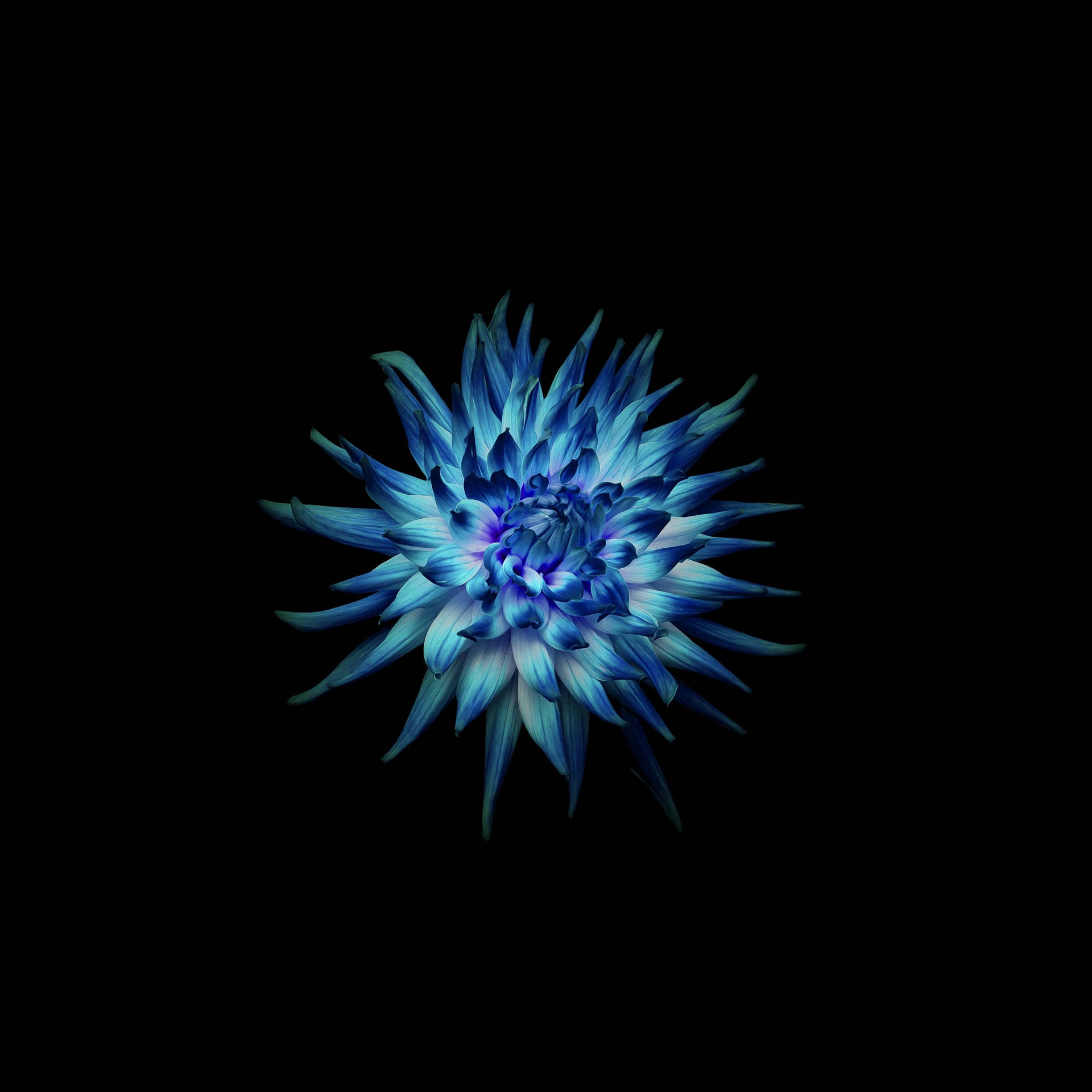 Enchanting Blue Dahlia Blooming In The Dark Wallpaper