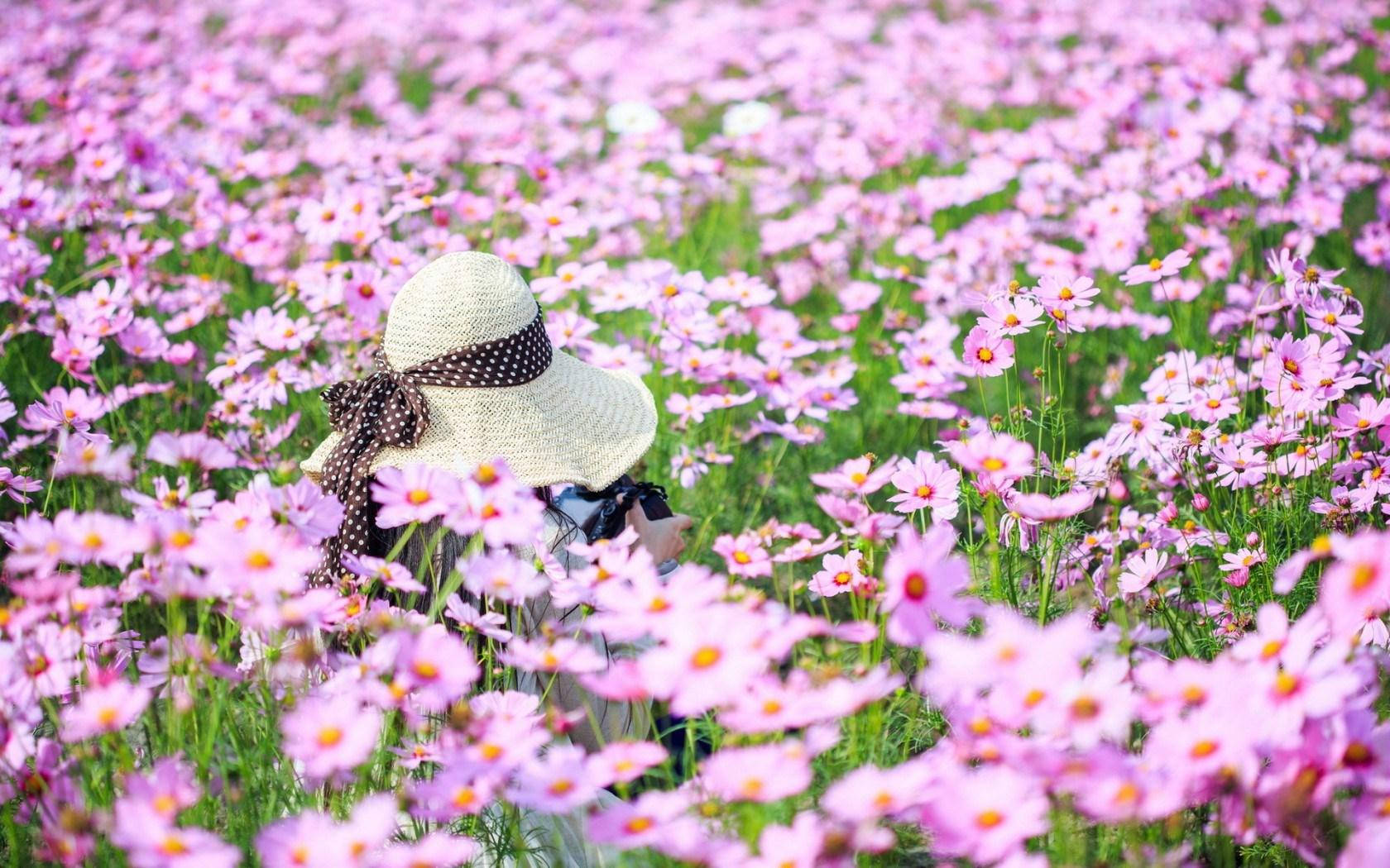 Enchanting Purple Cosmos Flower Field Wallpaper